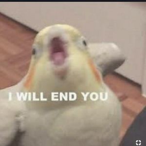 Meet your Posher, Cameron